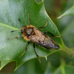 trichiosoma sorbi
