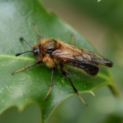 trichiosoma sorbi