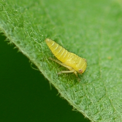 cicade onbekend