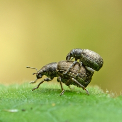 grauwbruine dennensnuitkevers