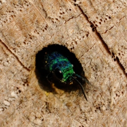 gewone goudwesp