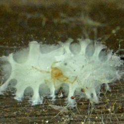 cocon spin Philodromidae of Thomisidae (Renspin of krabspin)