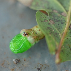 zuidelijke tandvlinder pop