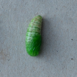 zuidelijke tandvlinder rups