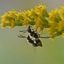 muurwespjes copula