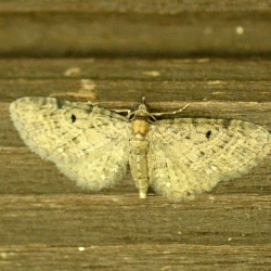 guldenroededwergspanner