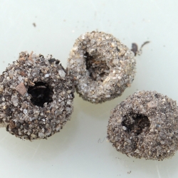 mierenleeuw cocons