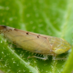 cicade Synophropsis lauri