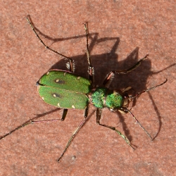 groene zandloopkever