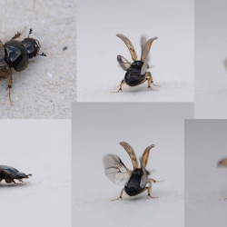 Aphodius contaminatus