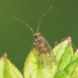 Ectopsocus petersi