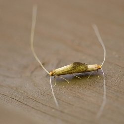 bleke langsprietmotten