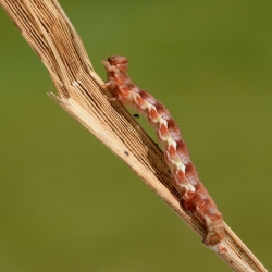 rups grote wintervlinder