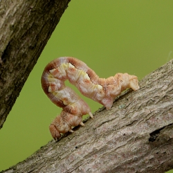 rups grote wintervlinder