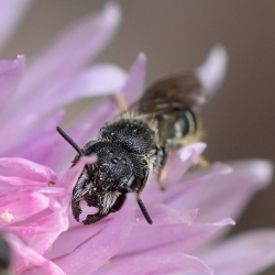 tronkenbij Heriades truncorum