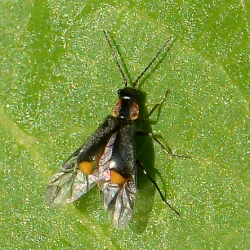 Axinotarsus marginalis