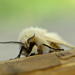 witte tijger