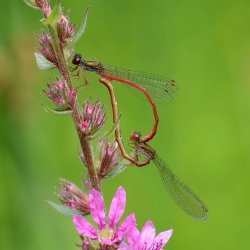 paringswiel van koraaljuffers