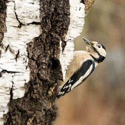 grote bonte specht