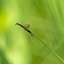 kameleonspin man