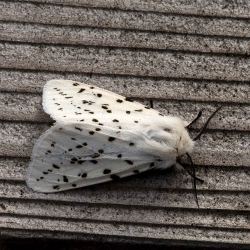 witte tijger