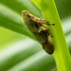 cicade Aphrophora alni