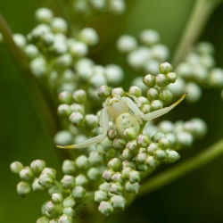 kameleonspin
