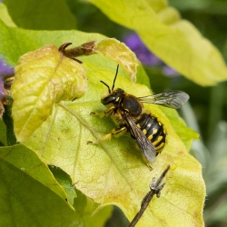 grote wolbij