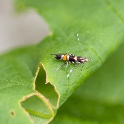 hopprachtmot