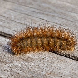 rups gele tijger