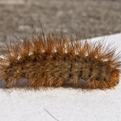 rups gele tijger