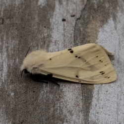 gele tijger