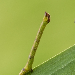 peper en zoutvlinder