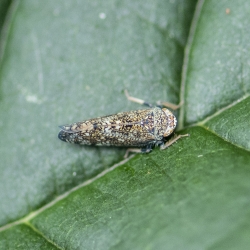 Oosterse mozaïekdwergcicade Orientus ishidae