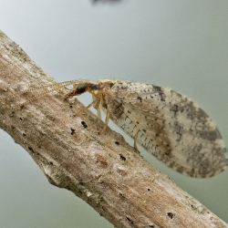 gaasvlieg hemorobilis humulinus