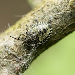 roodpootschildwants nimf