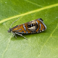 geishamotje
