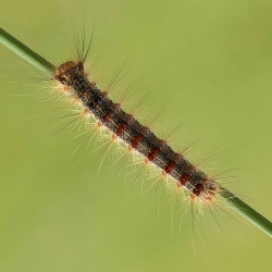 rups plakker