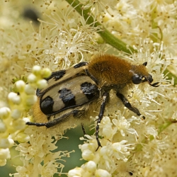 penseelkever