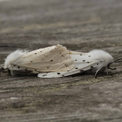 witte tijgers copula