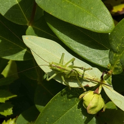 grote groene sabelsprinkhaan