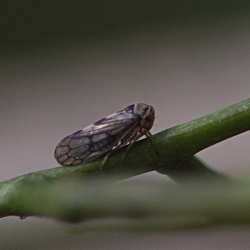 cicade Oncopsis spec