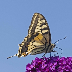 koninginnenpage