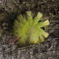 meriansborstel rups veiligheidsmodus