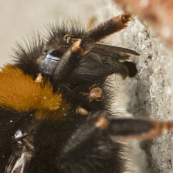 hommel detail mijten