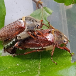 meikevers