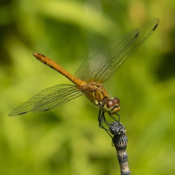 bloedrode heidelibel