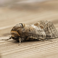 wilgenhoutrups