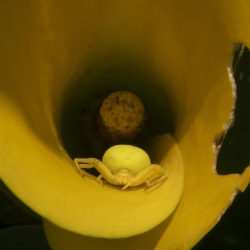 kameleonspin