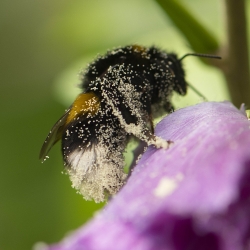 hommel met stuifmeel